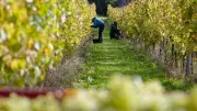 Vendanges précoces dans l'Hérault : premières grappes début août