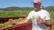 Vendanges records le 23 juillet à Vic-la-Gardiole : jamais vu depuis 1988