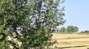 Vide-greniers du Foyer Rural : un succès bucolique à Saint-Sauveur-de-Peyre