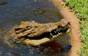 Vidéo virale d'un crocodile brisant une vitre : une IA à l'œuvre