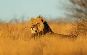 Vidéo virale : une femme sauvée par un lion ? C'est un deepfake