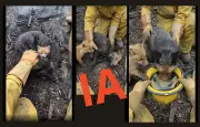 Vidéos de sauvetages d'animaux par les pompiers : attention, elles peuvent être générées par IA