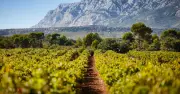 Vin : le cru Sainte-Victoire, nouvel atout des Côtes-de-Provence