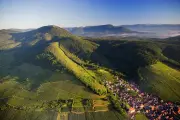 Vins blancs d'Alsace : cépages et bouteilles à découvrir cet été