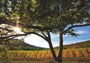 Vins blancs d'été 2026 : notre sélection pour suivre la Loire