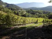 Vins du Bugey : fraîcheur, fruit et bulles ancestrales