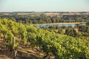 Vins rosés de Loire : tendres, secs, fruités ou minéraux