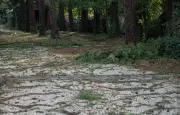 Violents orages : deux morts et une mini-tornade dans la Loire
