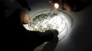 Virus West Nile : premier cas autochtone dans les Pyrénées-Orientales, le point avec un infectiologue