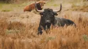 Visite de la manade Margé : immersion dans le monde du toro bravo
