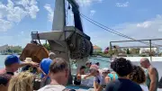 Visite guidée de la criée du Grau d'Agde : un ballet quotidien