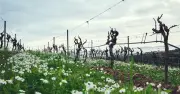 Viticulture régénérative : le nouveau défi du vin face à la crise