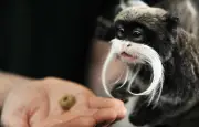 Vol de deux bébés tamarins empereurs au zoo de La Palmyre