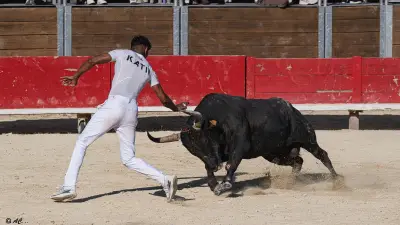 7 taureaux de 7 manades pour la dernière course camarguaise de l'été à Nîmes