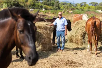 70 chevaux réfugiés au haras des Suvières après l'incendie