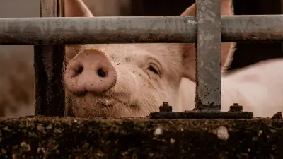 Abattoir de Perpignan : L214 porte plainte, la direction dénonce des faits isolés