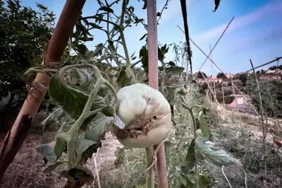 Alpes-Maritimes : récoltes catastrophiques, les agriculteurs tirent la sonnette d'alarme