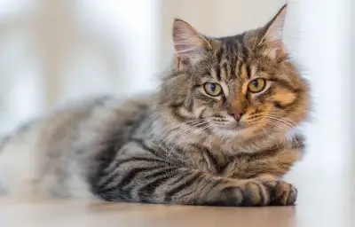 Amendes jusqu'à 1 500 euros pour les animaleries contrevenantes