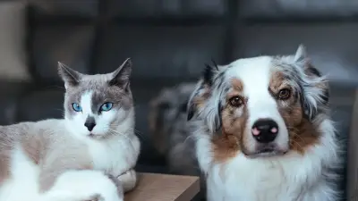 Animaleries : amende jusqu'à 1 500 € par animal vendu
