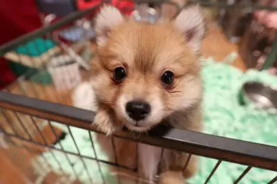 Animaleries : jusqu'à 1.500 € d'amende pour vente de chats et chiens
