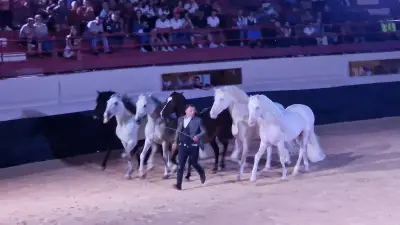 Art et symphonie équestre : Jean-François Pignon aux arènes de Pérols
