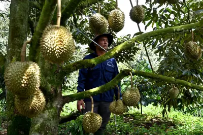 Au Vietnam, le durian lucratif remplace le café sur les hauts plateaux