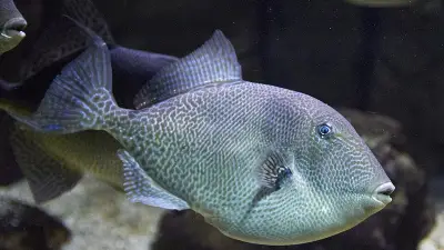Baliste commun : le vrai visage du poisson mordeur en Méditerranée