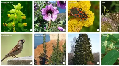 BAM : l'outil gratuit qui révèle la biodiversité autour de vous