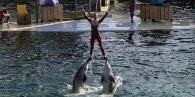 Beauval abandonne l'accueil des dauphins du Marineland