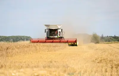 Blé français : récolte en baisse, exportations sous tension