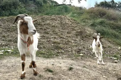 Bouc dévoré à Colomars: un loup suspecté par les propriétaires