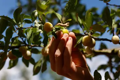 Canicule : fruits et légumes plus petits, alertent les supermarchés