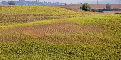 Canicule : les céréaliers de Haute-Garonne menacés