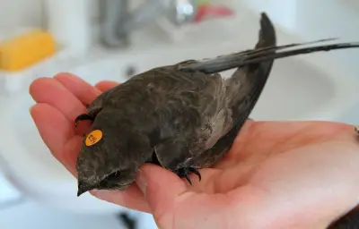 Canicule : les refuges pour animaux sauvages débordés