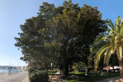 Canicule à Menton : les arbres champions de l'ombre à connaître