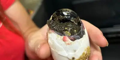 Canicule : premiers bébés crocodiles nés dans la Drôme