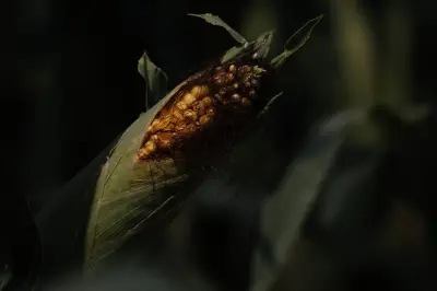 Canicules et sécheresse : l'agriculture française cherche des solutions
