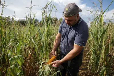 Canicules : les producteurs de maïs en souffrance