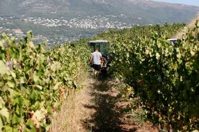 Canicules : vendanges plus précoces dans le vignoble niçois