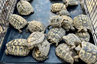 Cannes : un voleur de plaques d'égout détenait 30 tortues protégées