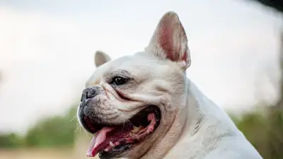 Cendres de chien perdues par un livreur : la colère des propriétaires