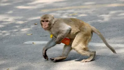 Chasseurs de singes mobilisés pour les Mondiaux de badminton à New Delhi