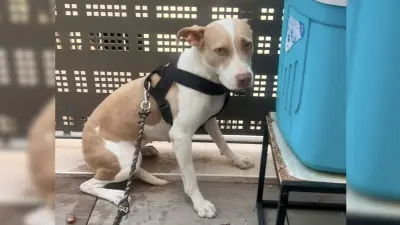 Chienne abandonnée sur un balcon à Perpignan : la propriétaire convoquée