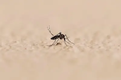 Chikungunya : 25 cas autochtones en métropole, dengue et West Nile aussi