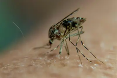 Chikungunya, dengue, West Nile : nouveaux cas autochtones dans le Sud