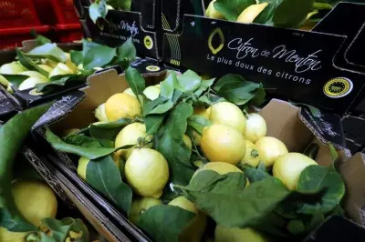 Citron de Menton IGP : fruits déclassés mieux valorisés