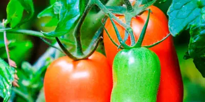 Conserver fruits et légumes : les astuces pour durer