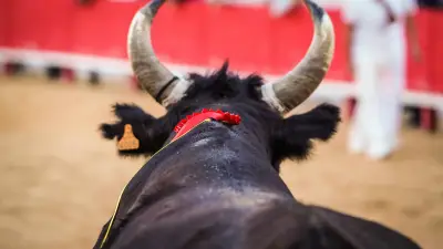 Course camarguaise : Anouar Balti se retire jusqu'à la fin de saison