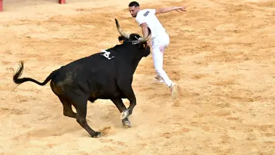 Course camarguaise : le taureau Villaret électrise les Jeudis de Nîmes