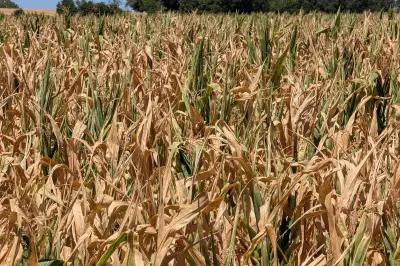 Crise agricole : 6 chiffres clés de la sécheresse et des canicules